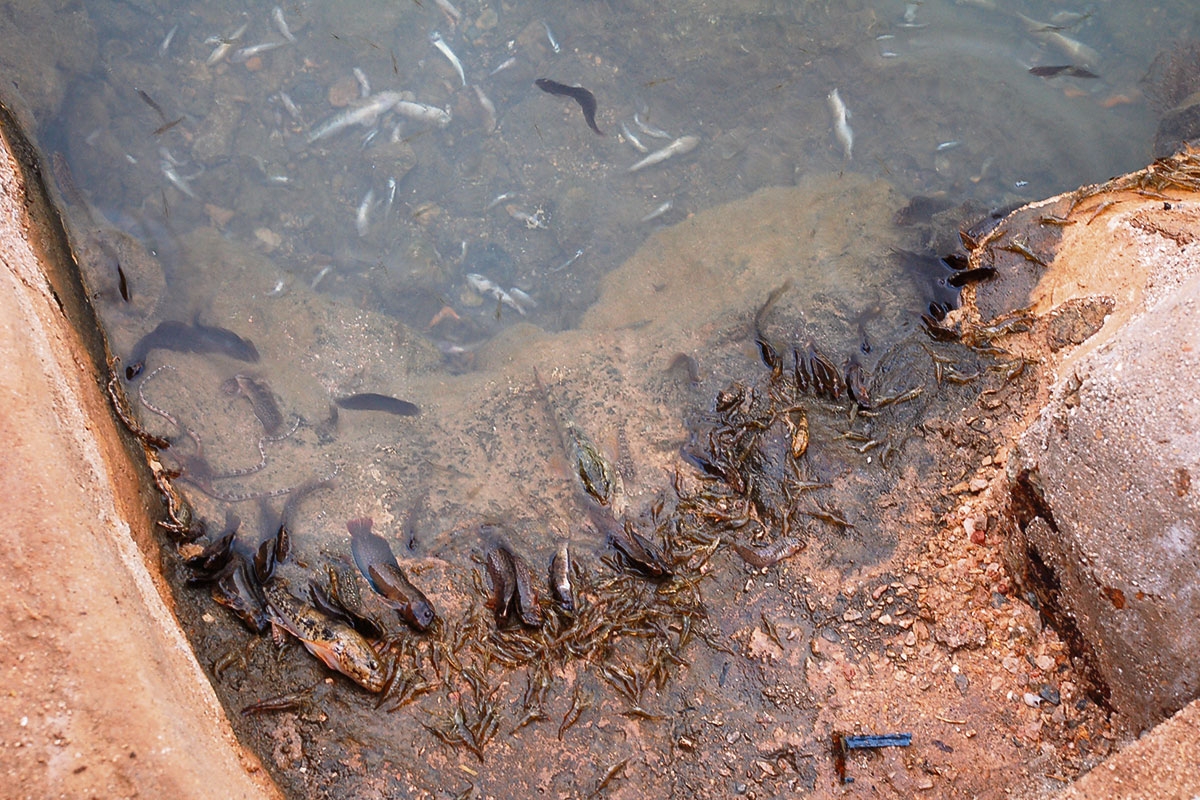Tote Fische am Ufer der spanischen Salzwasserlagune Mar Menor