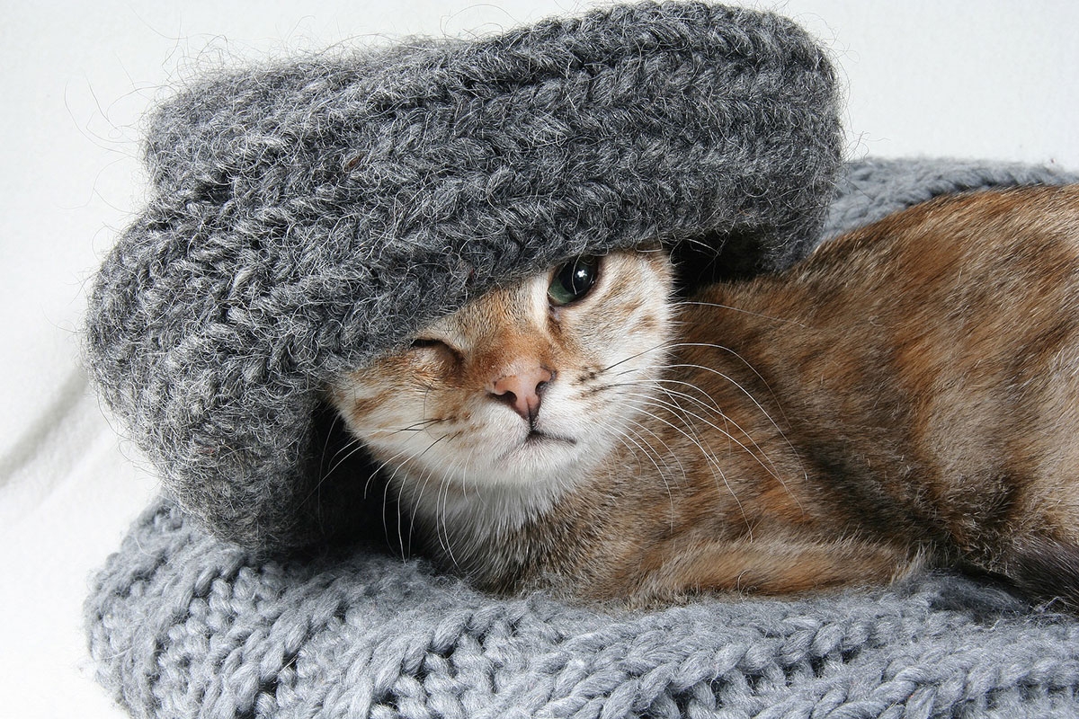 Kätzchen mit Schal