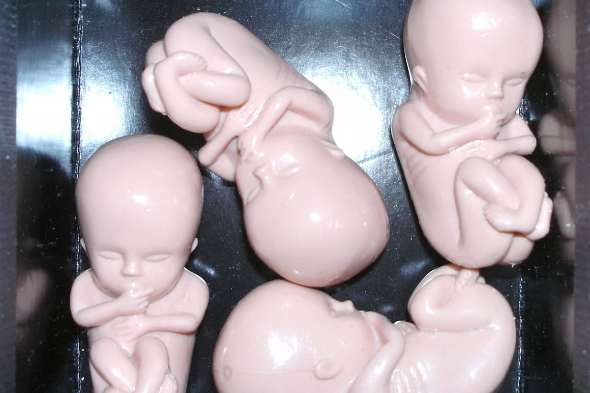 Plastikembryos in einer Kiste