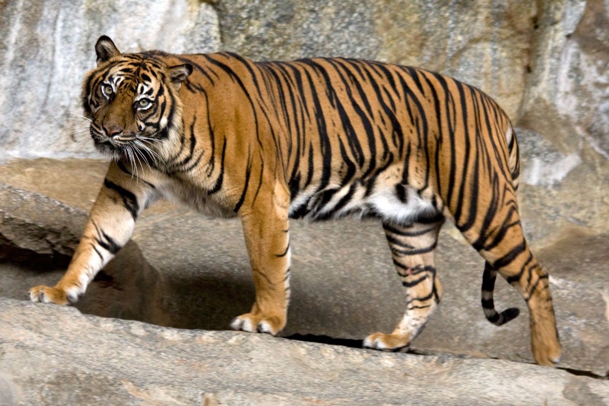 Wie Coco: ein Tiger im Berliner Tierpark am Herumtigern