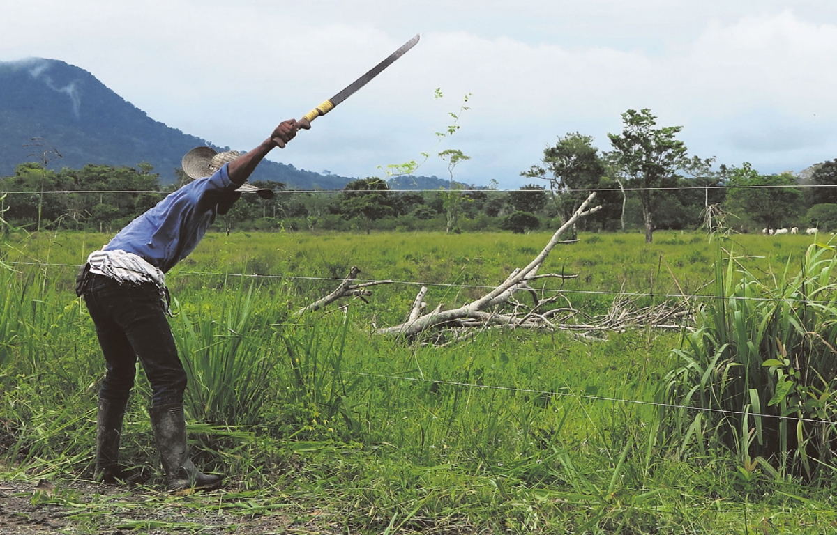 Harte Arbeit. Ein Bauer befreit die Erde bei Macondo mit der Machete von Gestrüpp