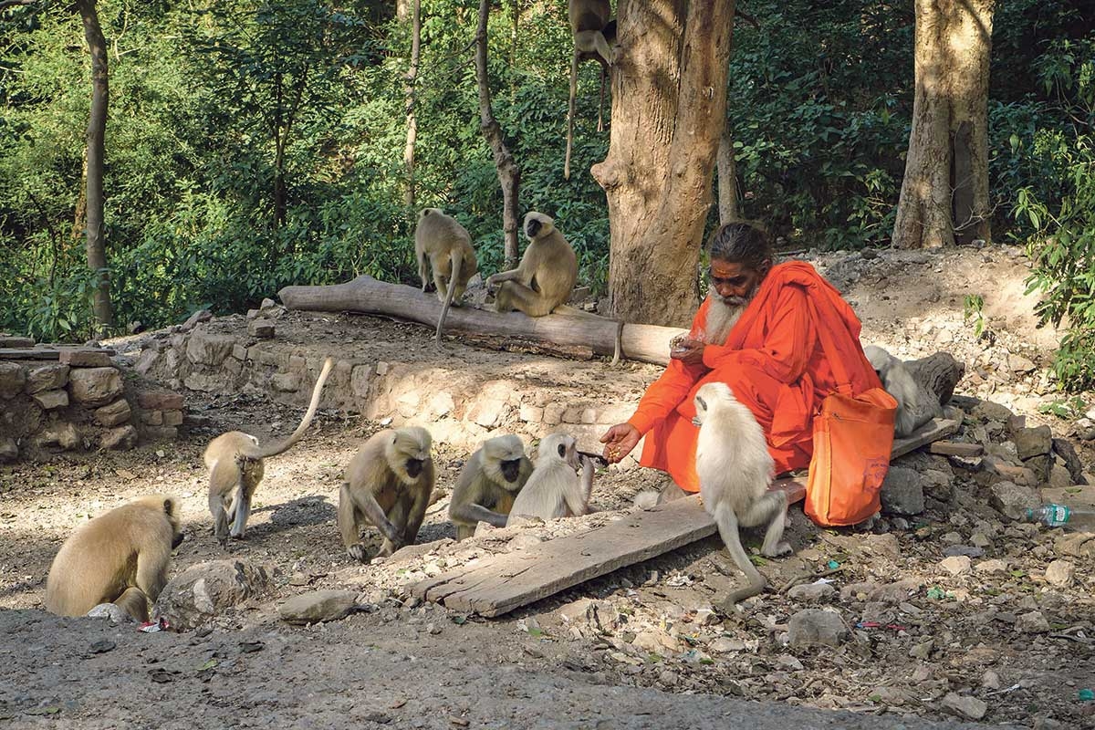 Äffchen in den Wäldern um Rishikesh. Ein Hindu gibt den Affen Futter