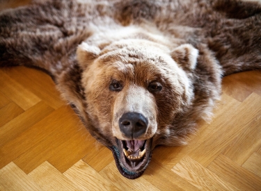 Bärenfell auf Holzboden