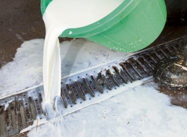 Ein Landwirt schüttet Milch in den Abfluss
