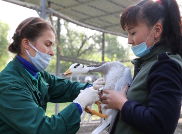 Impfung einer Gans in Kasachstan