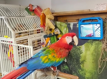 Zwei Papageien singen sich was vor