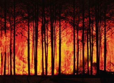 Wald in Flammen