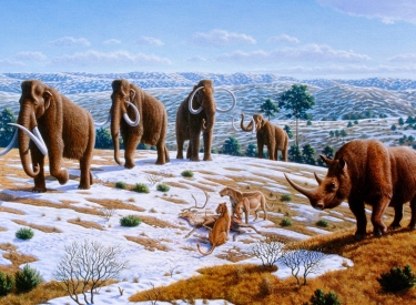 Wollmammuts und Wollnashörner sowie Höhlenlöwen im Pleistozän